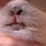 Šta učiniti ako kunić ima curenje iz nosa